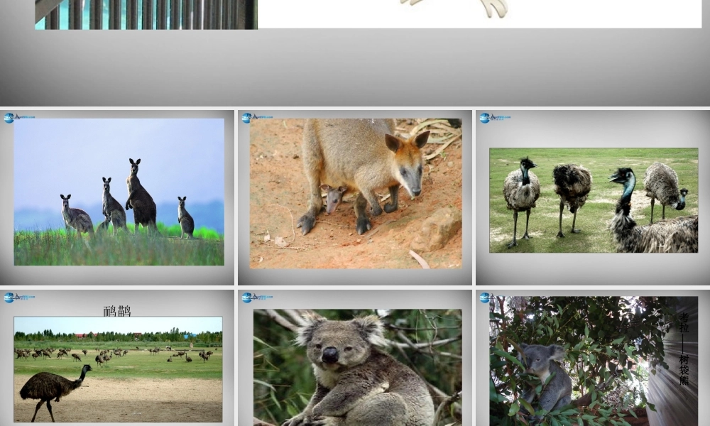 七年级地理下册 8.7 澳大利亚课件 湘教版 课件