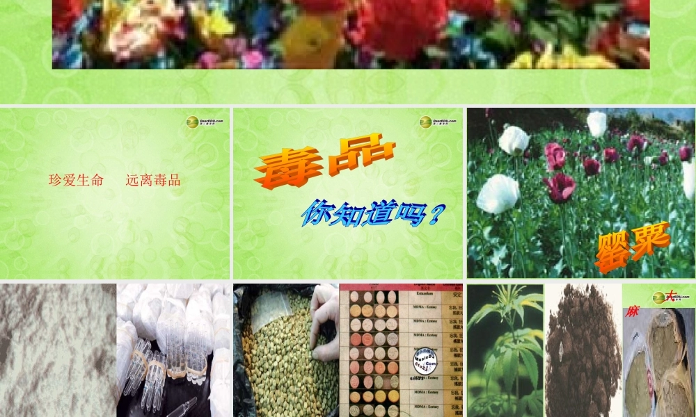 七年级政治上册 第三课 珍爱生命课件 新人教版 课件