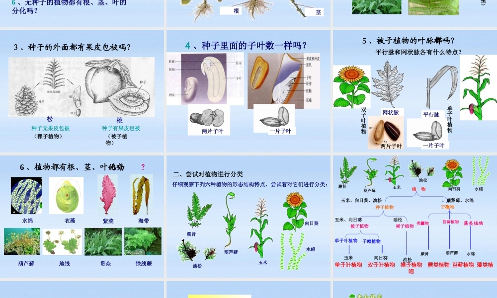 八年级生物上册 根据生物的特征分类课件 人教新课标版 课件