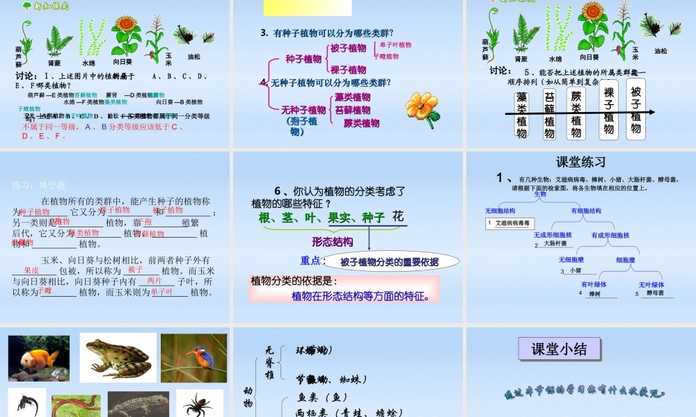 八年级生物上册 根据生物的特征分类课件 人教新课标版 课件