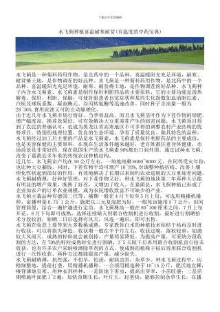 水飞蓟种植喜温耐寒耐贫