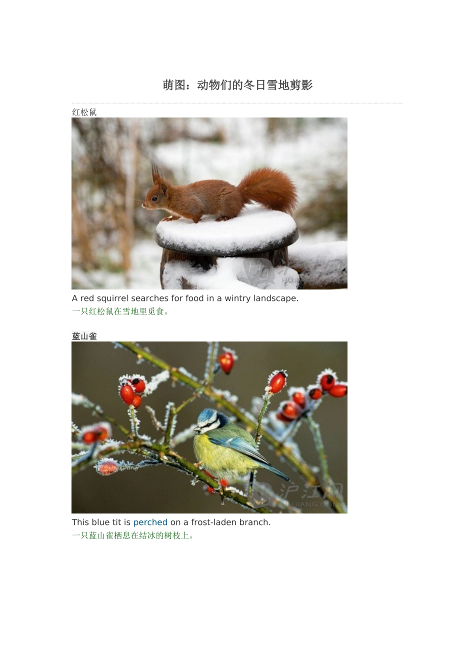 萌图-冬日动物雪地图影大集合_第1页