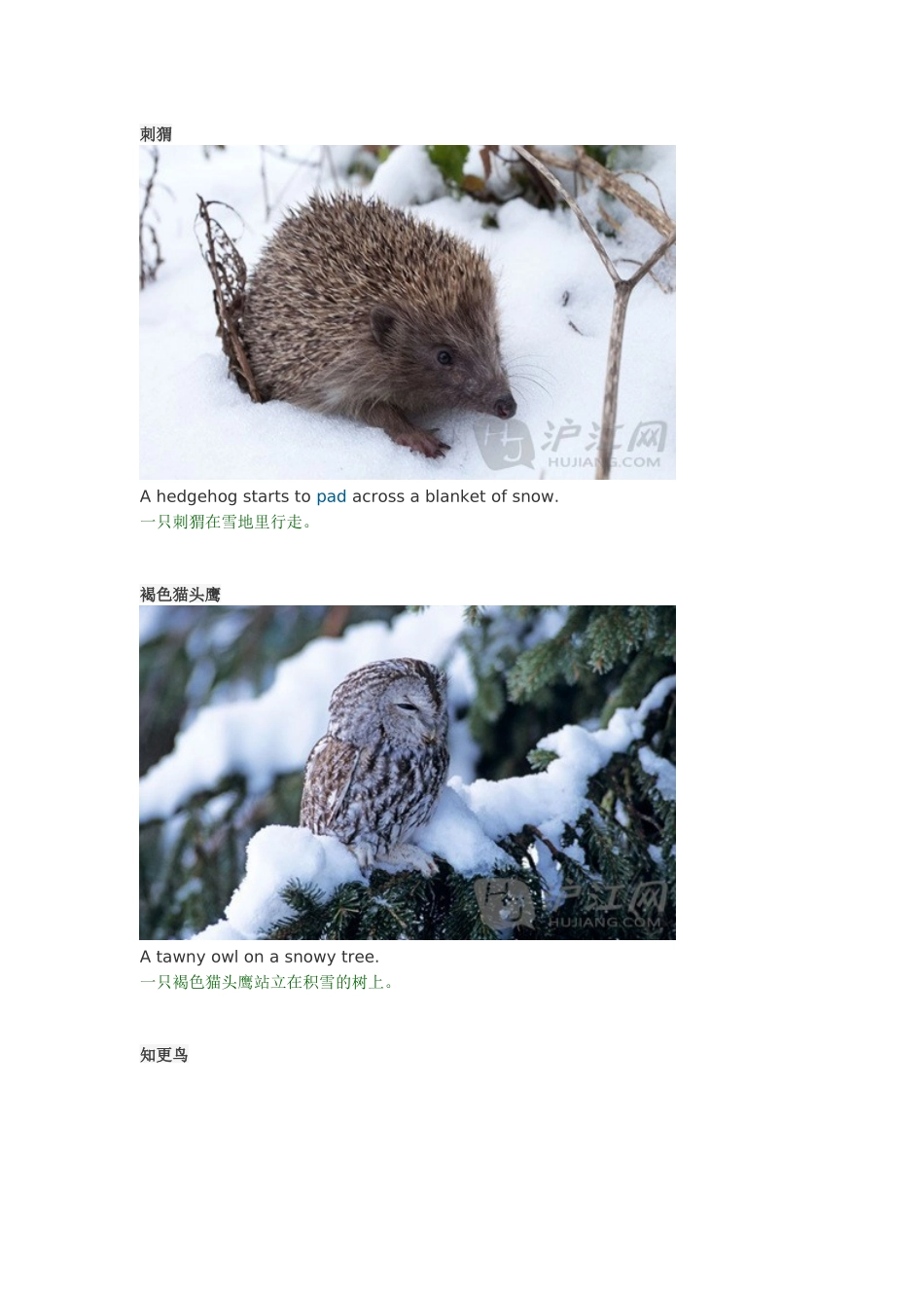 萌图-冬日动物雪地图影大集合_第2页