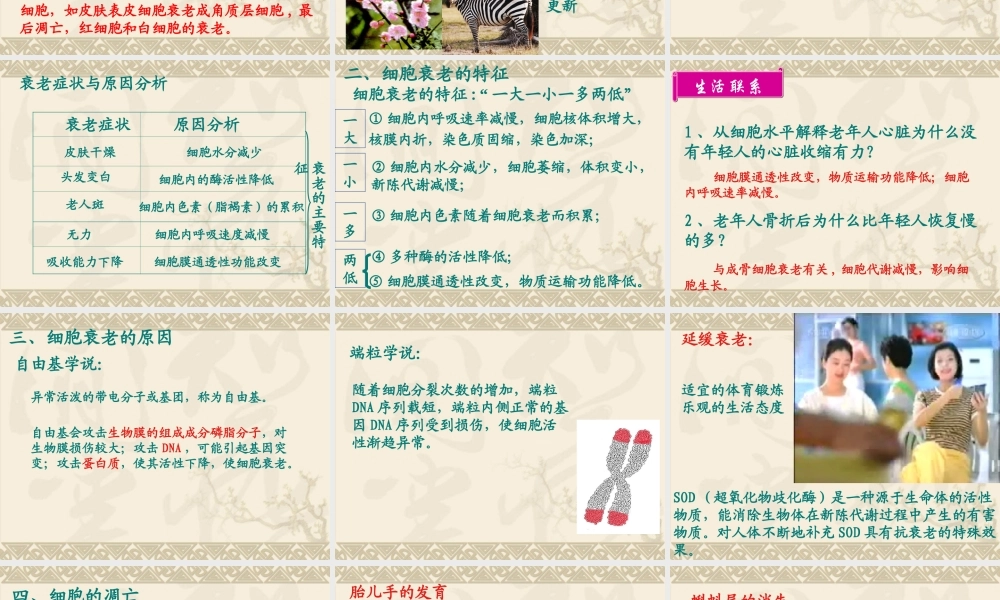 《细胞的衰老和凋亡》课件（2）