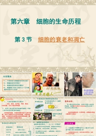 《细胞的衰老和凋亡》课件（2）