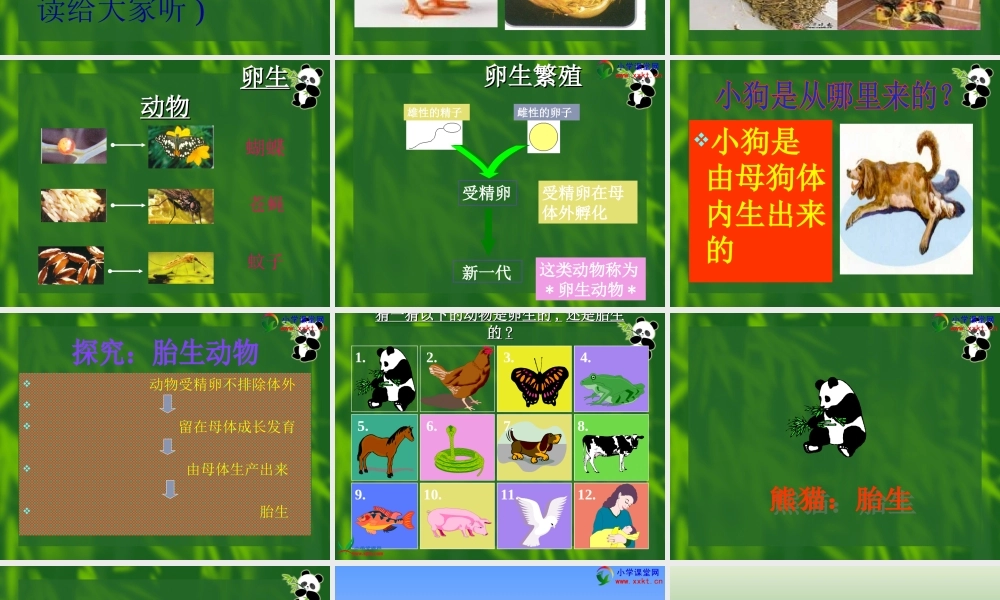 四年级科学下册《第二单元_动物的繁殖活动》