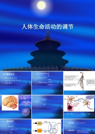 《人体生命活动的调节》复习课件