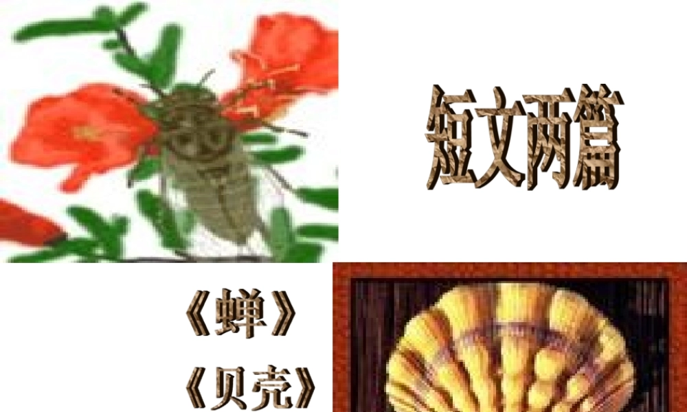 课短文两篇蝉贝壳 