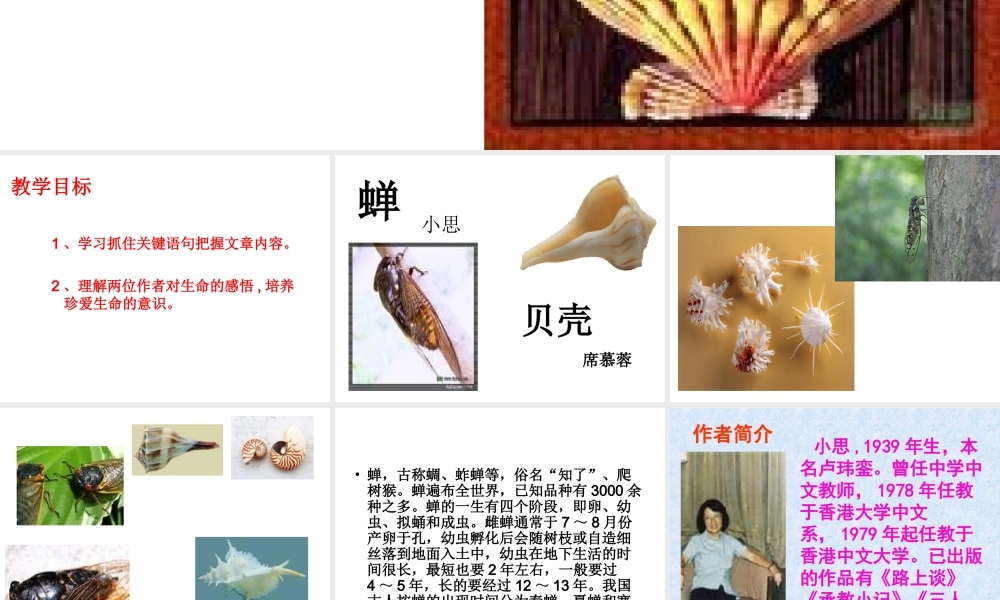 课短文两篇蝉贝壳 