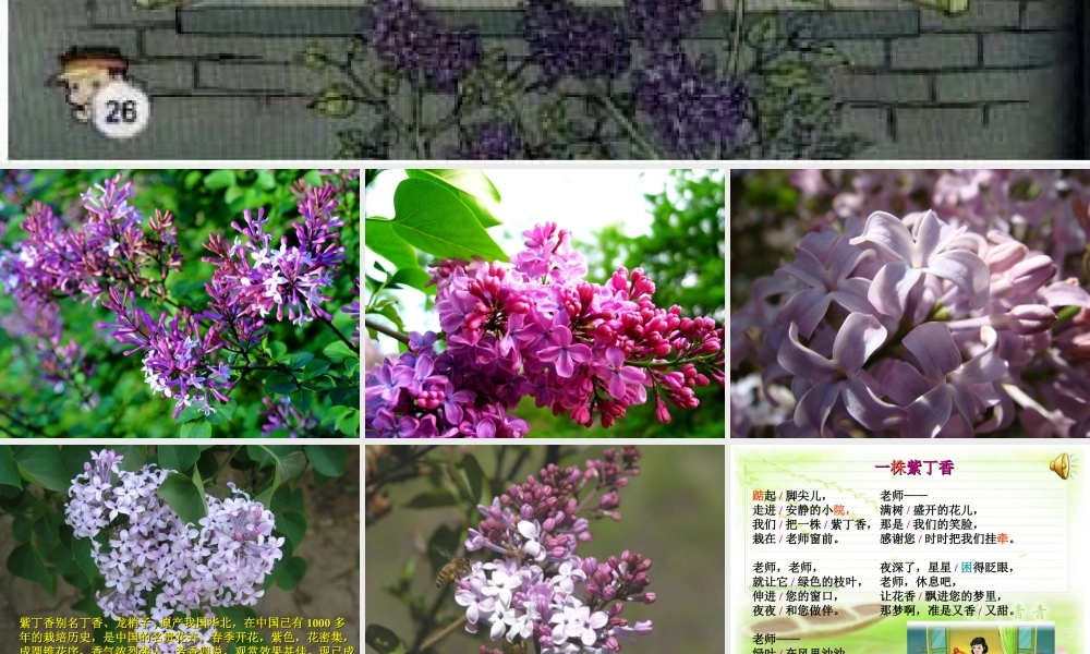 一株紫丁香完整课件