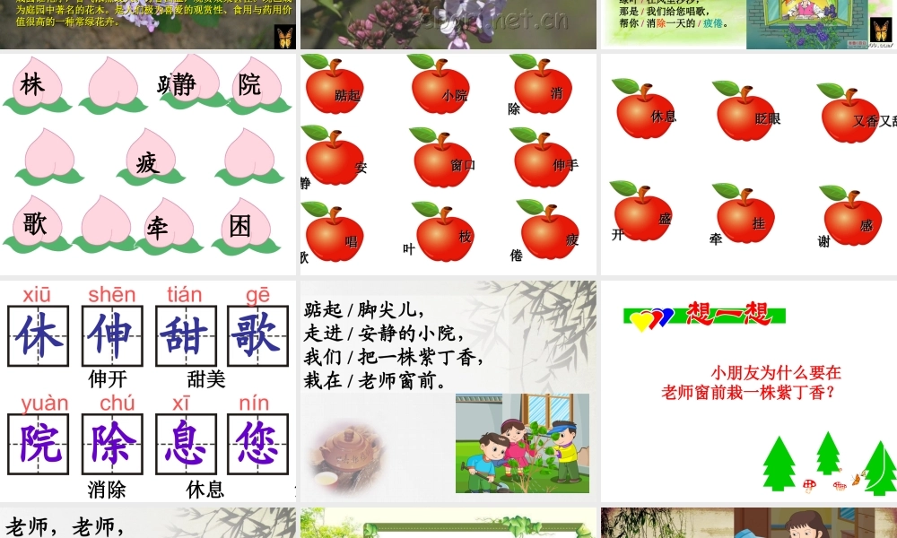 一株紫丁香完整课件