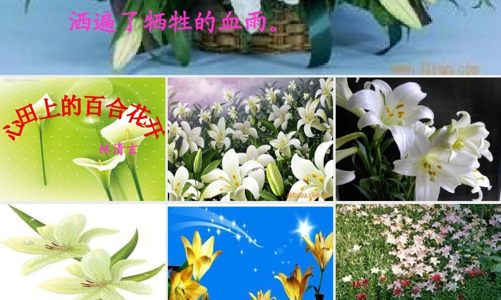 心田上的百合花开稿