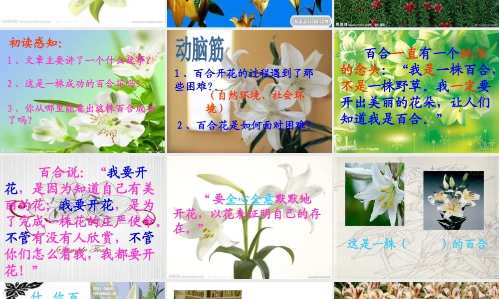 心田上的百合花开稿