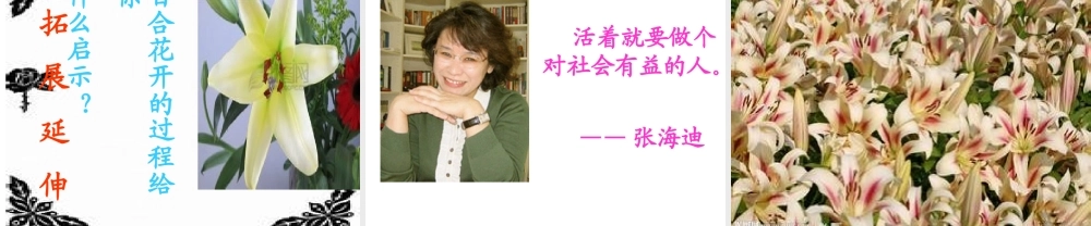 心田上的百合花开稿