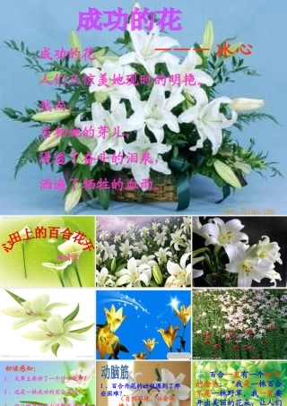心田上的百合花开稿