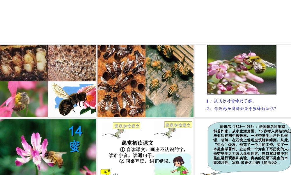 《蜜蜂》课件 (2)