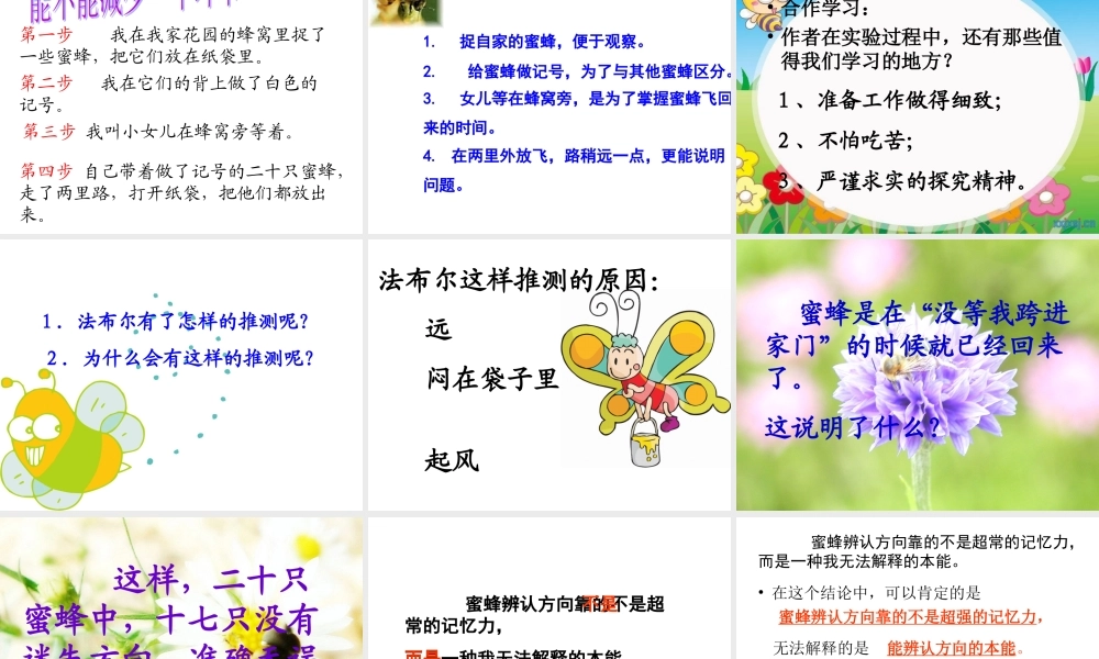 《蜜蜂》课件 (2)