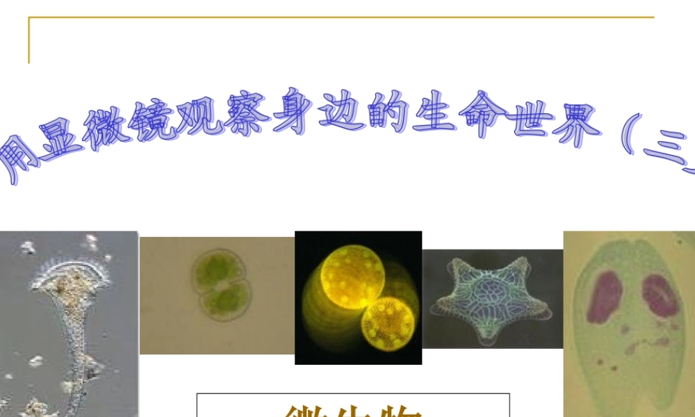 用显微镜观察身边的生命世界(三)