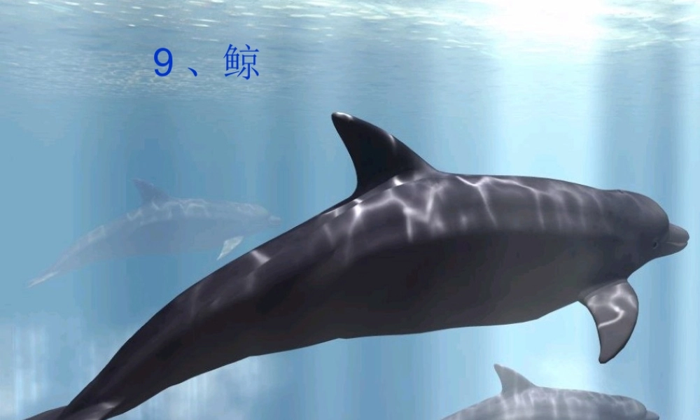 人教版小学语文第九册《鲸》课件