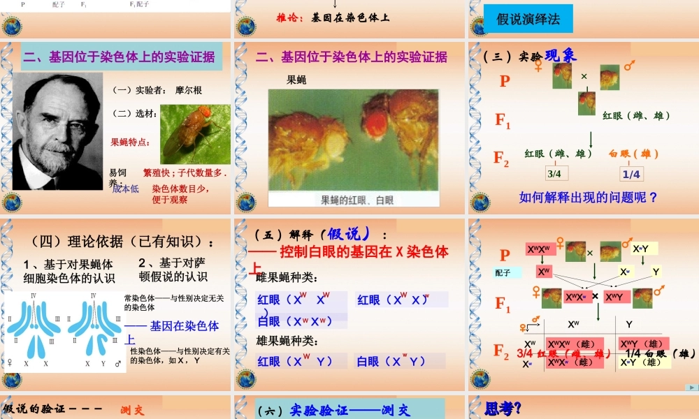 基因在染色体上理