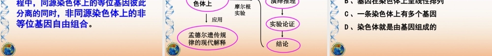 基因在染色体上理