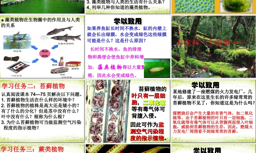 藻类苔藓与蕨类植物