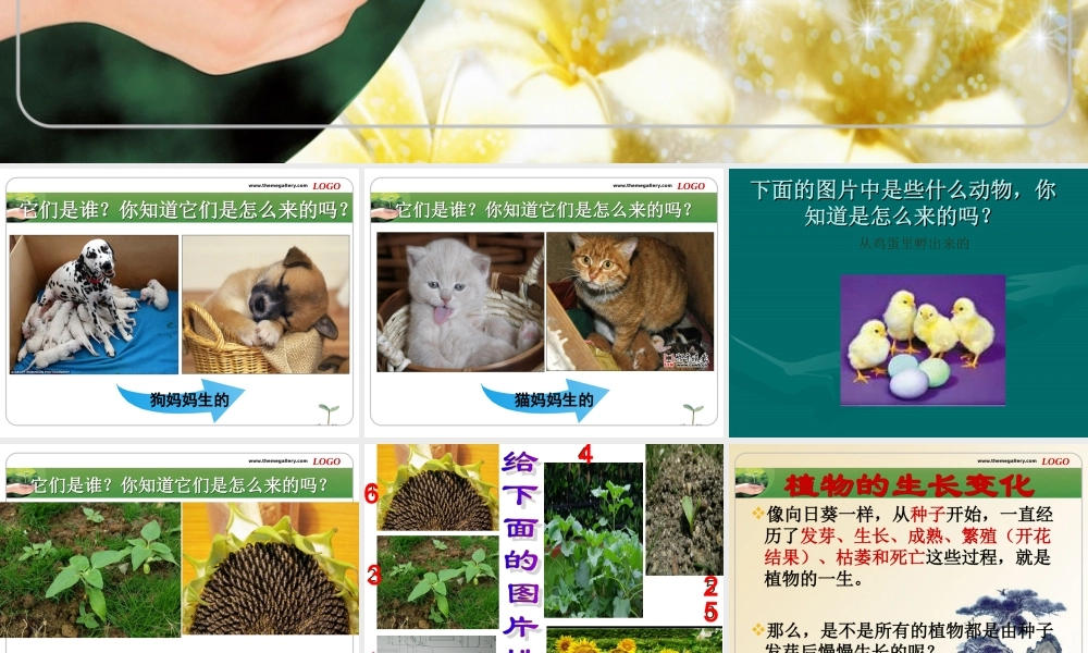 植物新生命的开始精修