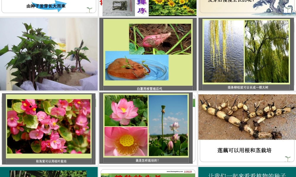 植物新生命的开始精修