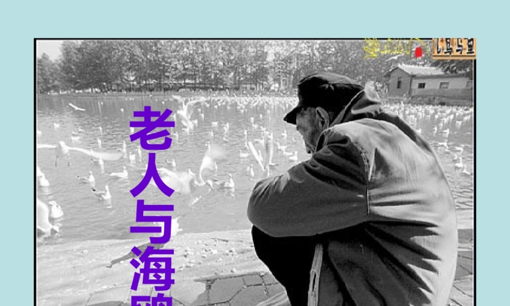 老人与海鸥课件[1]