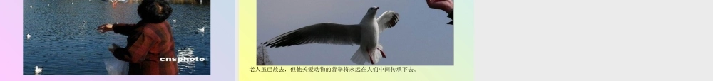 老人与海鸥课件[1]
