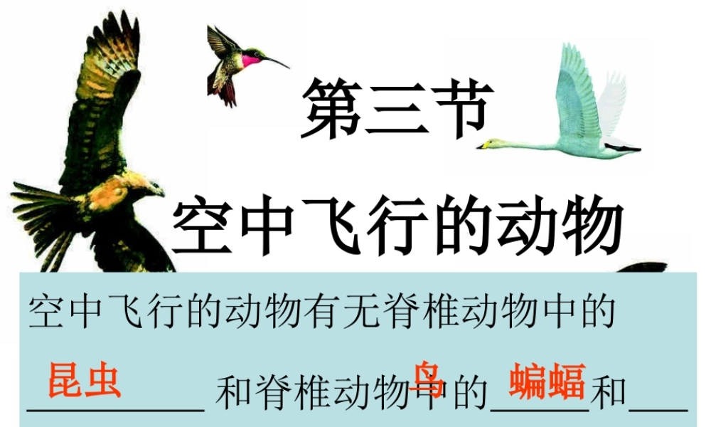 空中飞行的动物