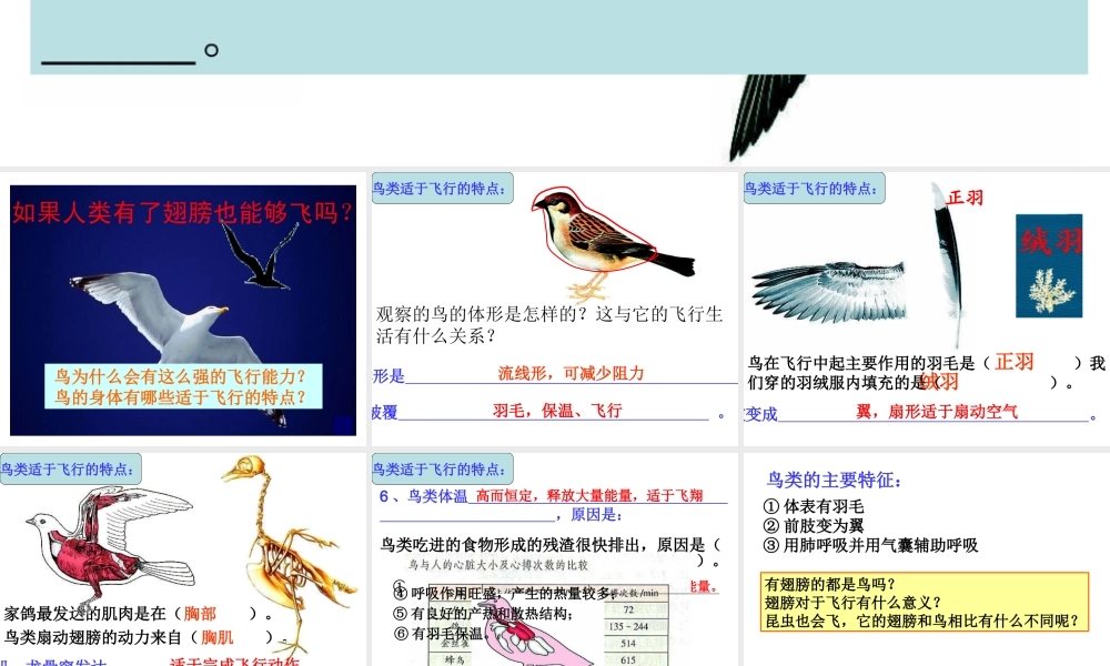 空中飞行的动物