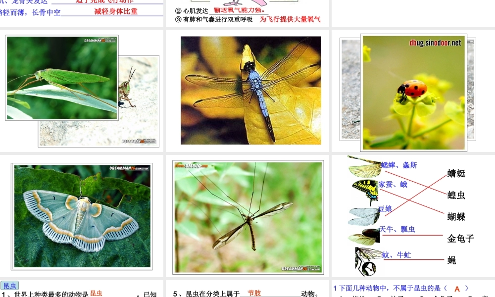 空中飞行的动物