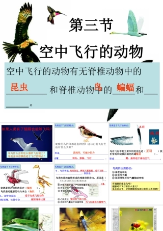 空中飞行的动物