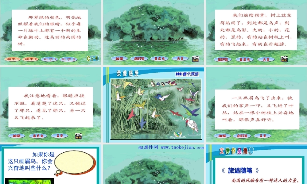 《鸟的天堂》PPT课件(3)-人教新课标小学语文四年级上册