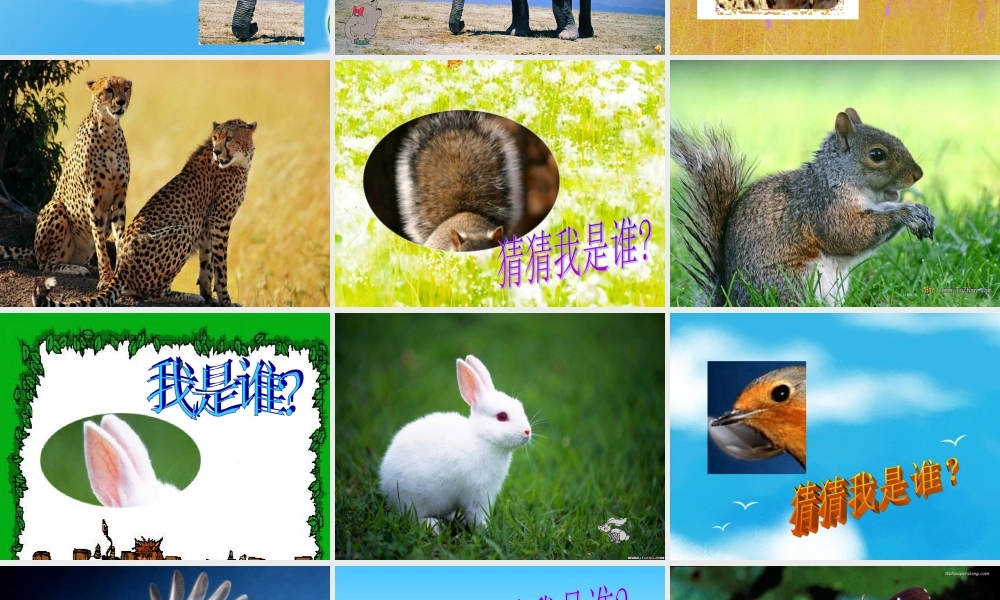 动物花花衣猜猜我是谁