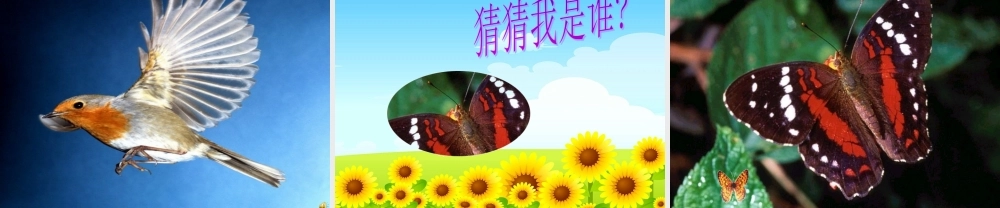 动物花花衣猜猜我是谁