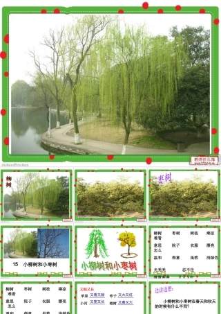 《小柳树和小枣树