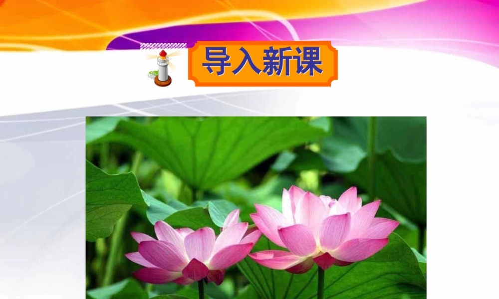 荷叶圆圆 (4)