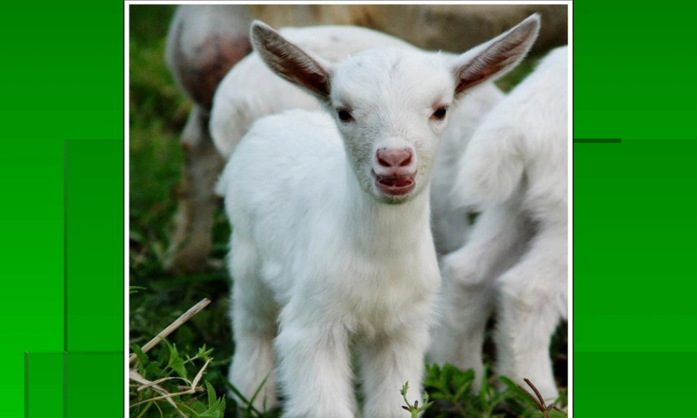 小山羊和小灰兔