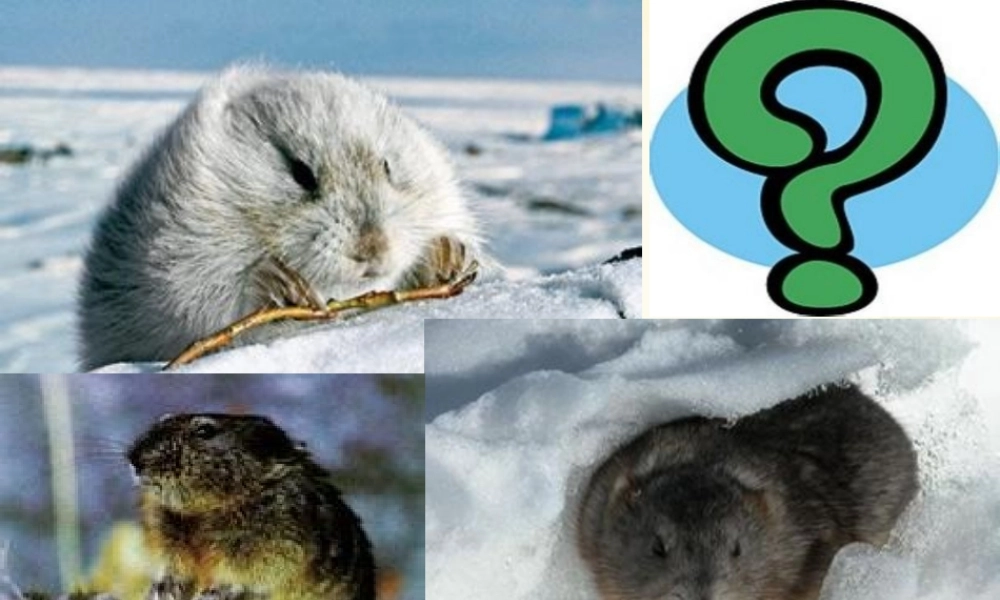 旅鼠之谜浅层阅读深层阅读语文积累共张PPT