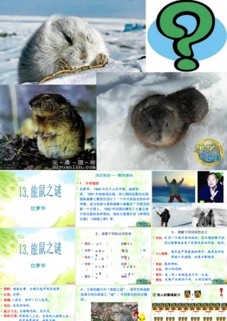 旅鼠之谜浅层阅读深层阅读语文积累共张PPT