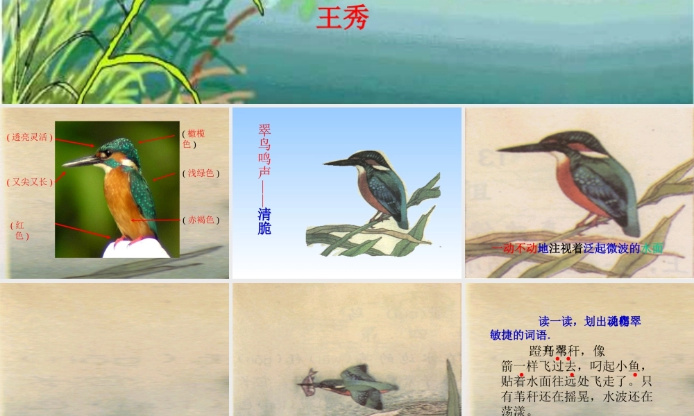 《翠鸟》课件-
