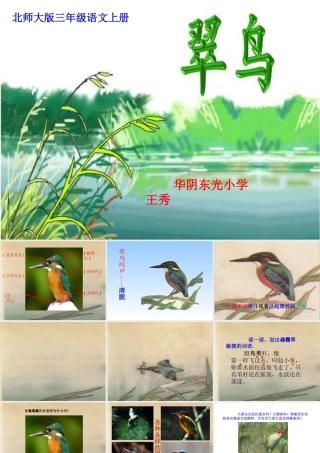 《翠鸟》课件-
