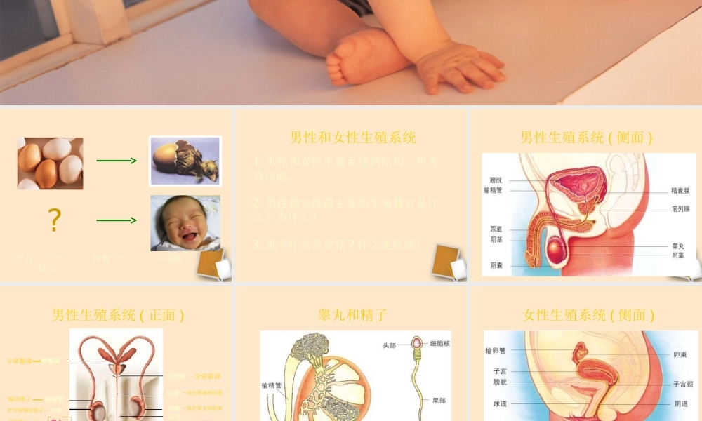 八年级生物上册人的生殖和发育课件人教新课标版