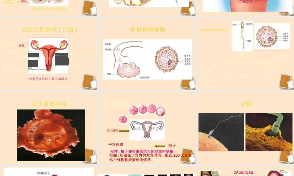 八年级生物上册人的生殖和发育课件人教新课标版