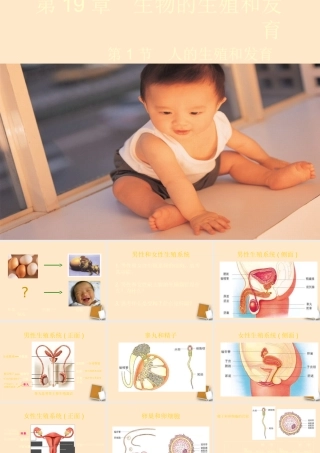 八年级生物上册人的生殖和发育课件人教新课标版