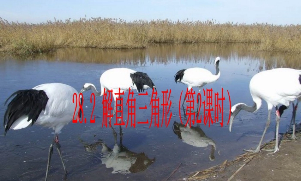 解直角三角形第课时课件人教新课标九年级下