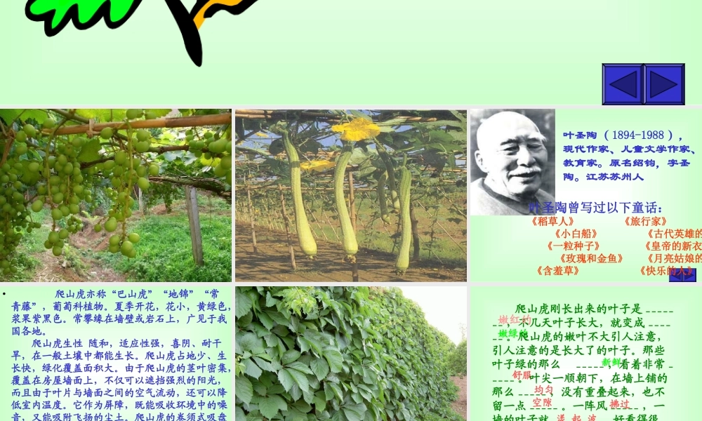 爬山虎的脚黄雪梅