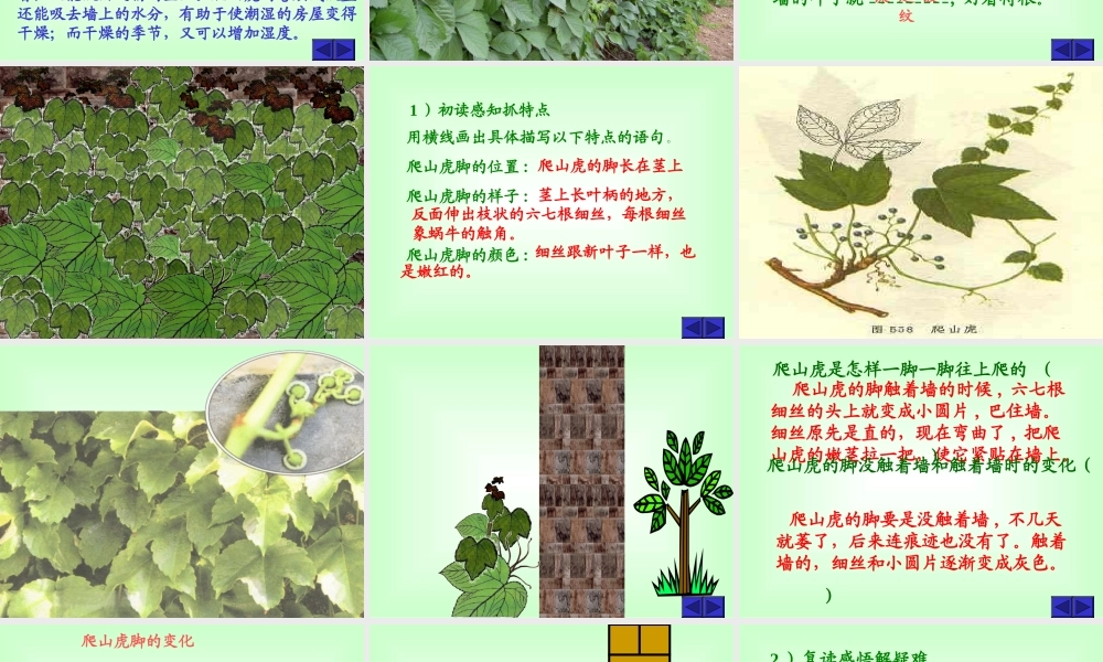 爬山虎的脚黄雪梅